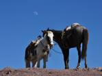 Cavalos esperam seus clientes sob a lua e um céu azul, aos pés de El Quemado, na região de Real de Catorce, pueblo mágico no norte do México